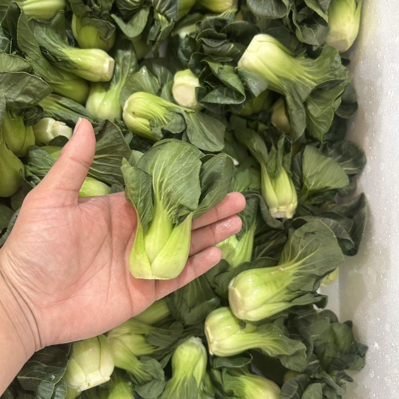 黑胖胖2号青梗菜种子杂交一代苏州青特矮株糯性强风味美黑矮