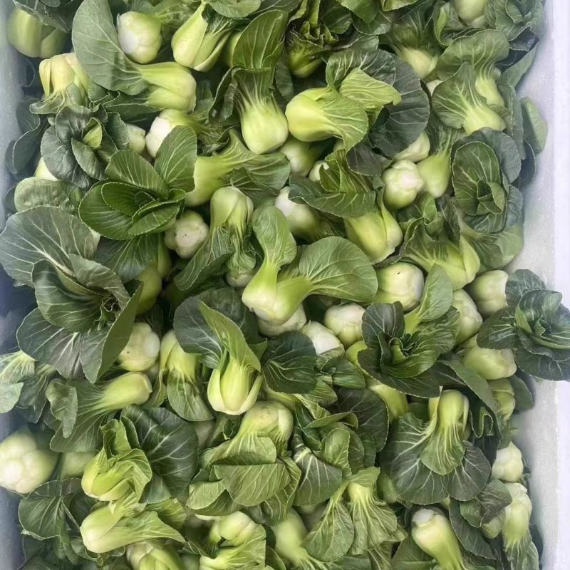 黑胖胖2号青梗菜种子杂交一代苏州青特矮株糯性强风味美黑矮