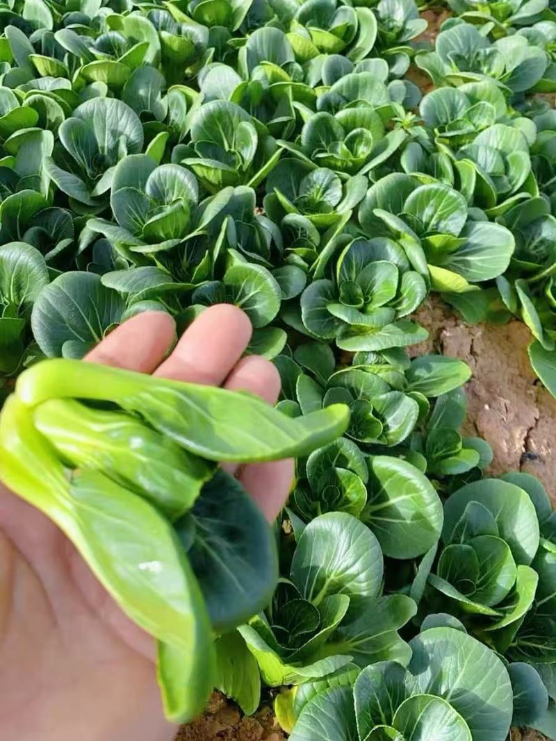 黑胖胖2号青梗菜种子杂交一代苏州青特矮株糯性强风味美黑矮
