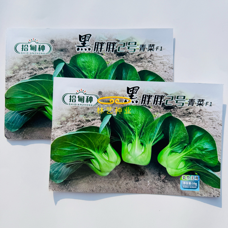 黑胖胖2号青梗菜种子杂交一代苏州青特矮株糯性强风味美黑矮