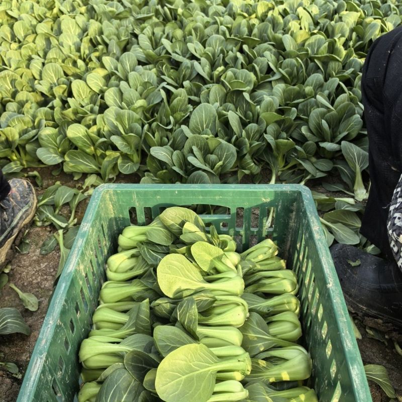 黑胖胖2号青梗菜种子杂交一代苏州青特矮株糯性强风味美黑矮
