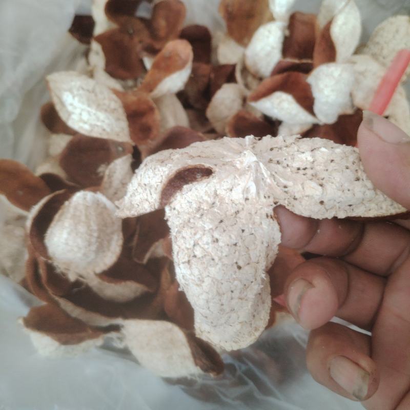 原枝大红皮