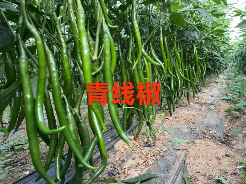 山东省聊城市莘县魏庄镇青线辣椒15~30厘米中辣青