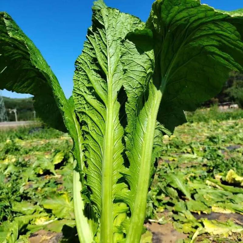 贵州威宁高海拔新鲜蔬菜，芥菜