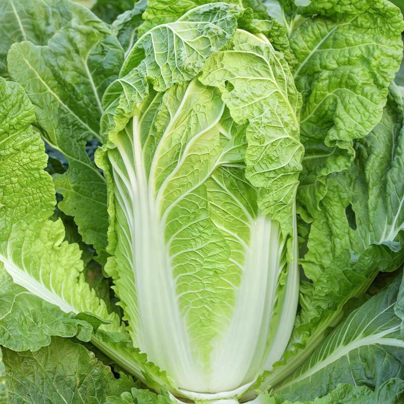 津艺甜脆大白菜种子青叶麻菜种籽包头大白菜种籽无纤维白菜种