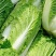 津艺甜脆大白菜种子青叶麻菜种籽包头大白菜种籽无纤维白菜种