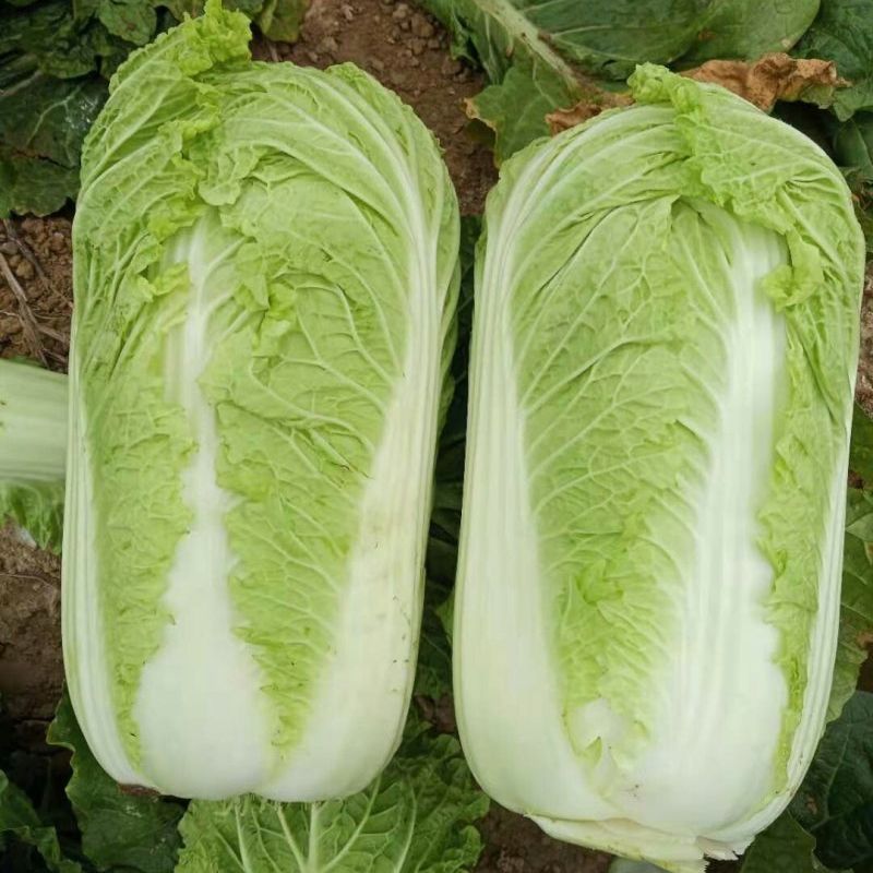 津艺甜脆大白菜种子青叶麻菜种籽包头大白菜种籽无纤维白菜种
