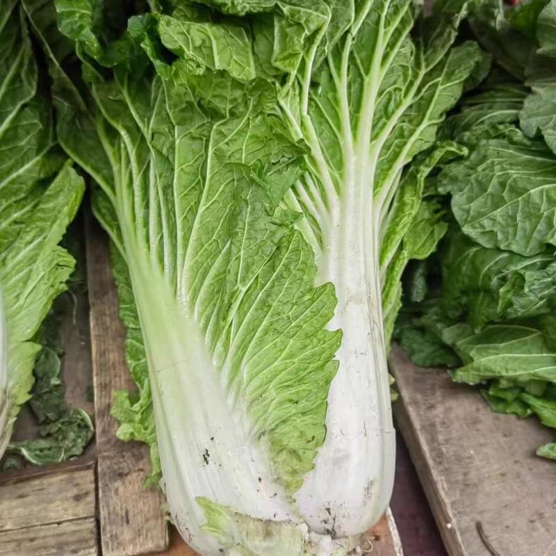 津艺甜脆大白菜种子青叶麻菜种籽包头大白菜种籽无纤维白菜种