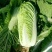 津艺甜脆大白菜种子青叶麻菜种籽包头大白菜种籽无纤维白菜种