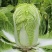 津艺甜脆大白菜种子青叶麻菜种籽包头大白菜种籽无纤维白菜种