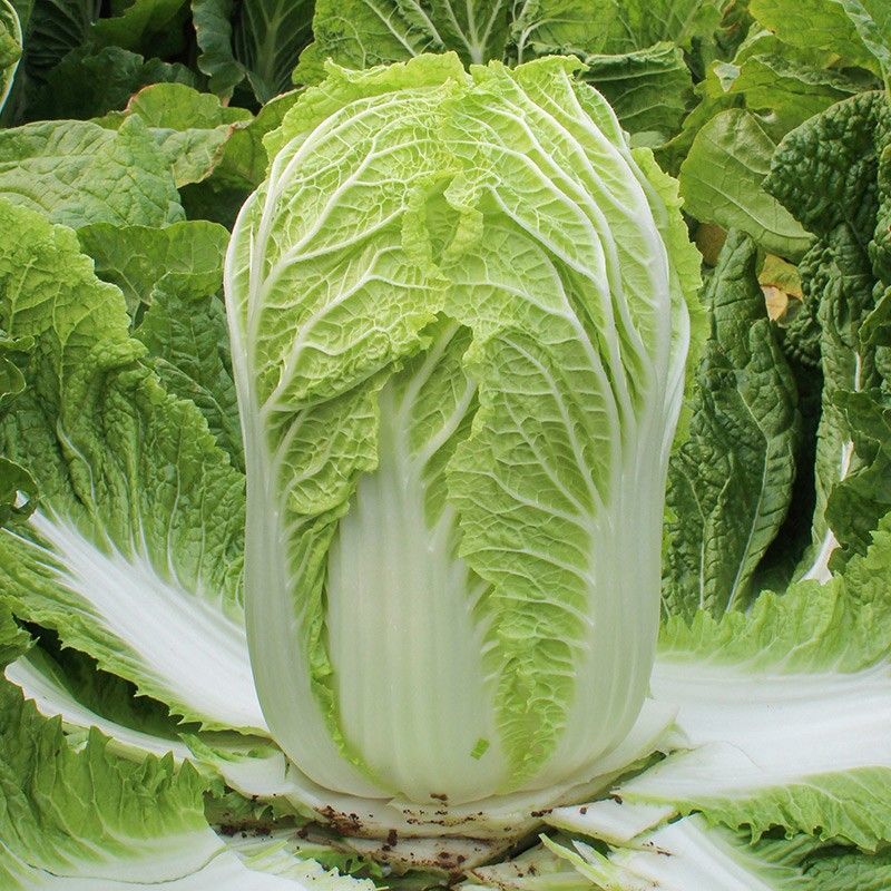 津艺甜脆大白菜种子青叶麻菜种籽包头大白菜种籽无纤维白菜种