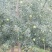 苹果