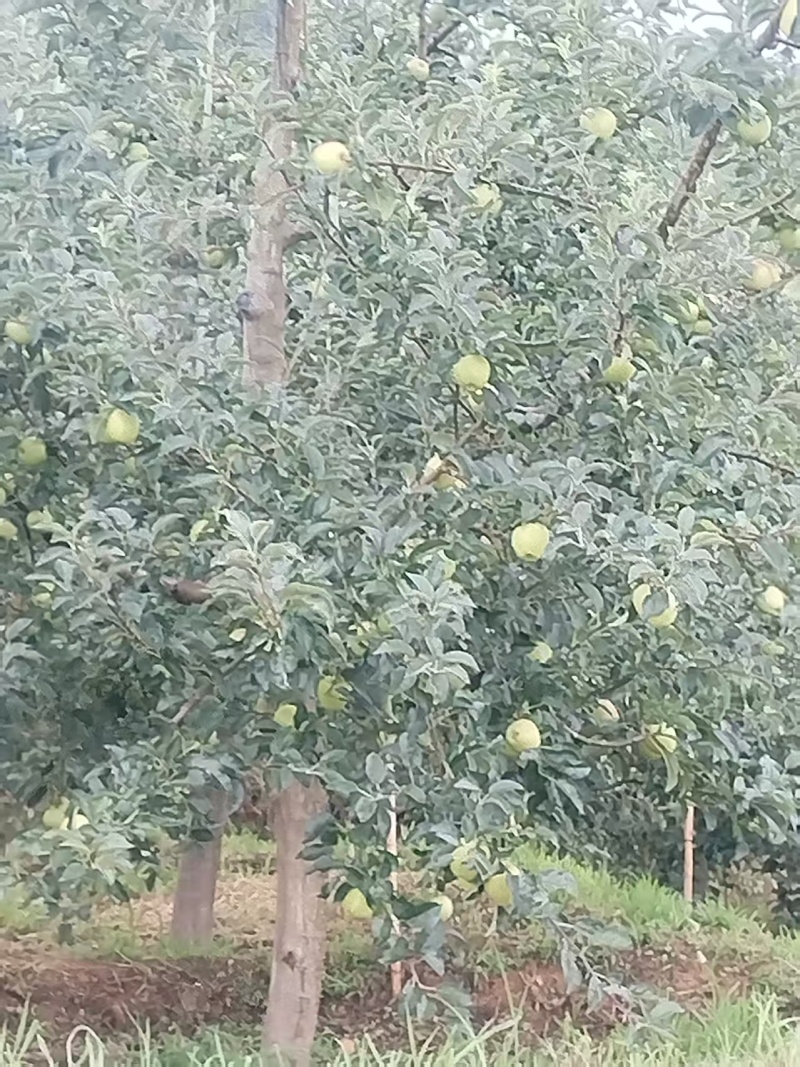 苹果