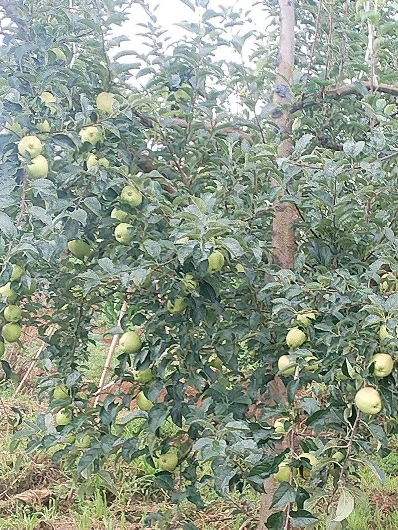 苹果