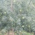 苹果