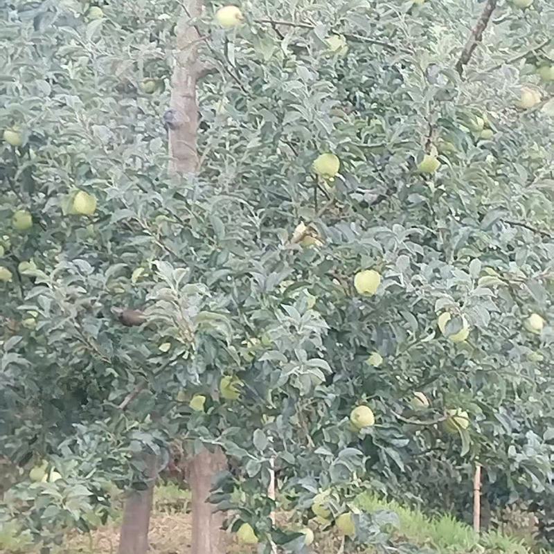 苹果