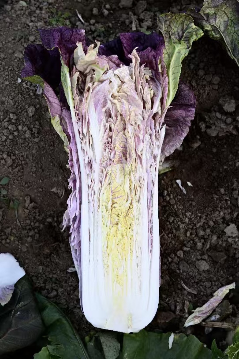 紫罗兰白菜种子青麻叶型紫白菜种子一代杂交紫白菜种籽紫白菜