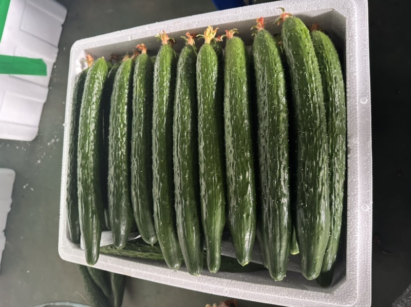 寿光本地精品新蔓带花带刺黄瓜通货精品全部大量供应