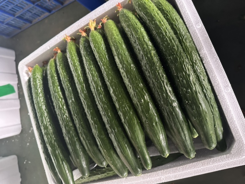 寿光本地精品新蔓带花带刺黄瓜通货精品全部大量供应