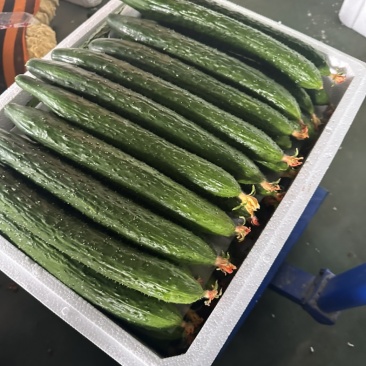 寿光本地精品新蔓带花带刺黄瓜通货精品全部大量供应