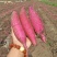 精品红瑶，2026现挖新货红薯，无筋无丝，价格公道