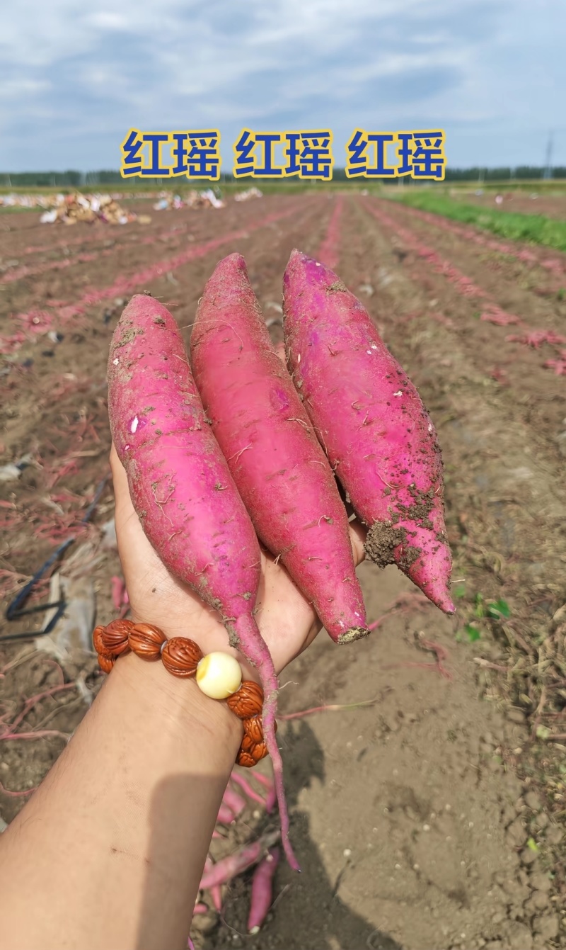 精品红瑶，2026现挖新货红薯，无筋无丝，价格公道