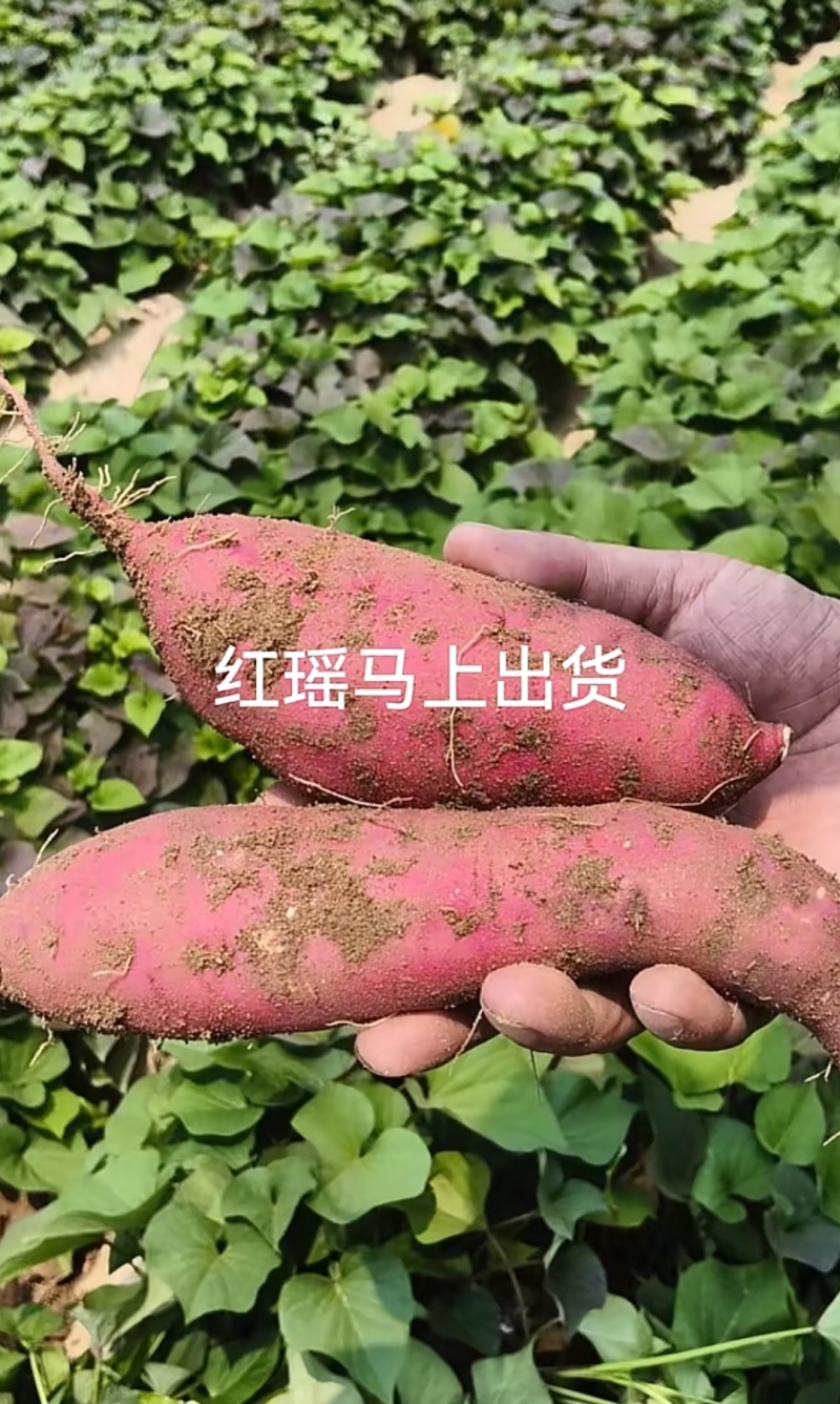精品红瑶，2026现挖新货红薯，无筋无丝，价格公道