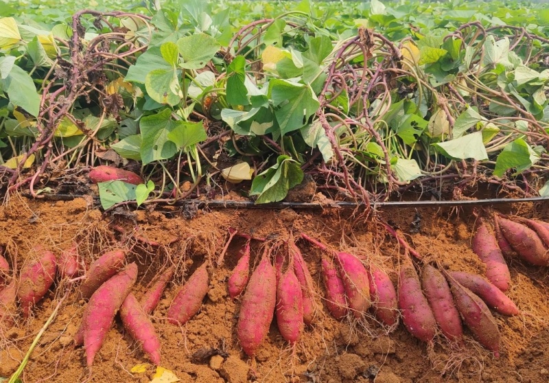 精品红瑶，2026现挖新货红薯，无筋无丝，价格公道