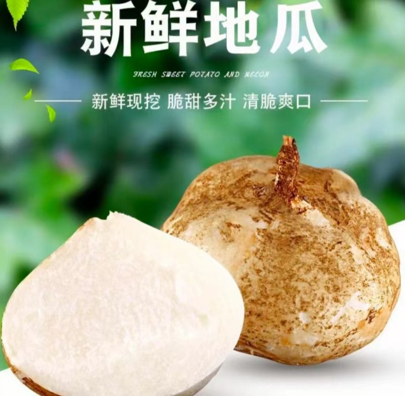 精品凉薯白地瓜大量上市供应口感甜汁多脆甜可口需要请联系