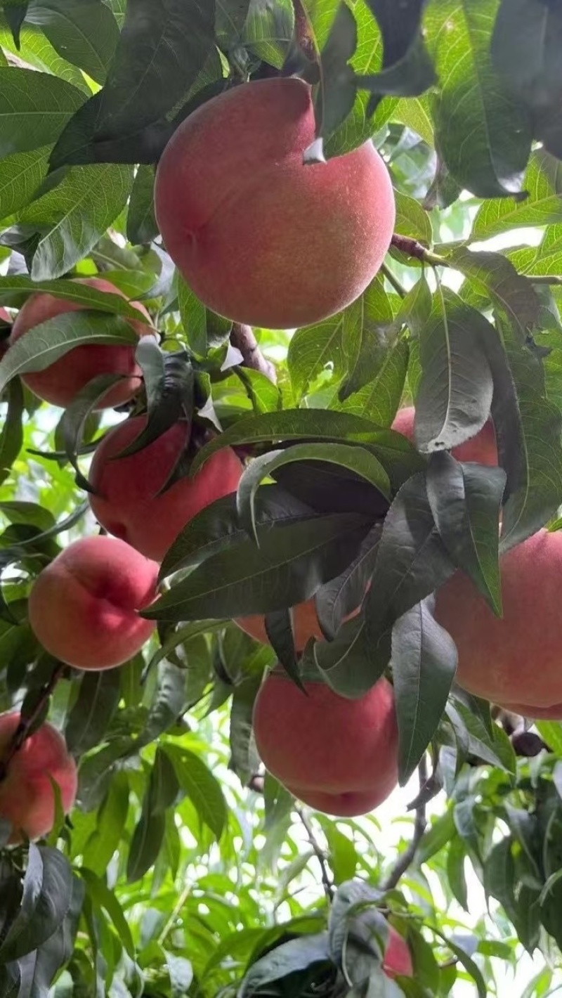 绿化九水蜜桃🍑