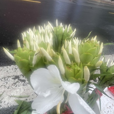 姜花种球