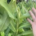 姜花种球