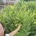 姜花种球
