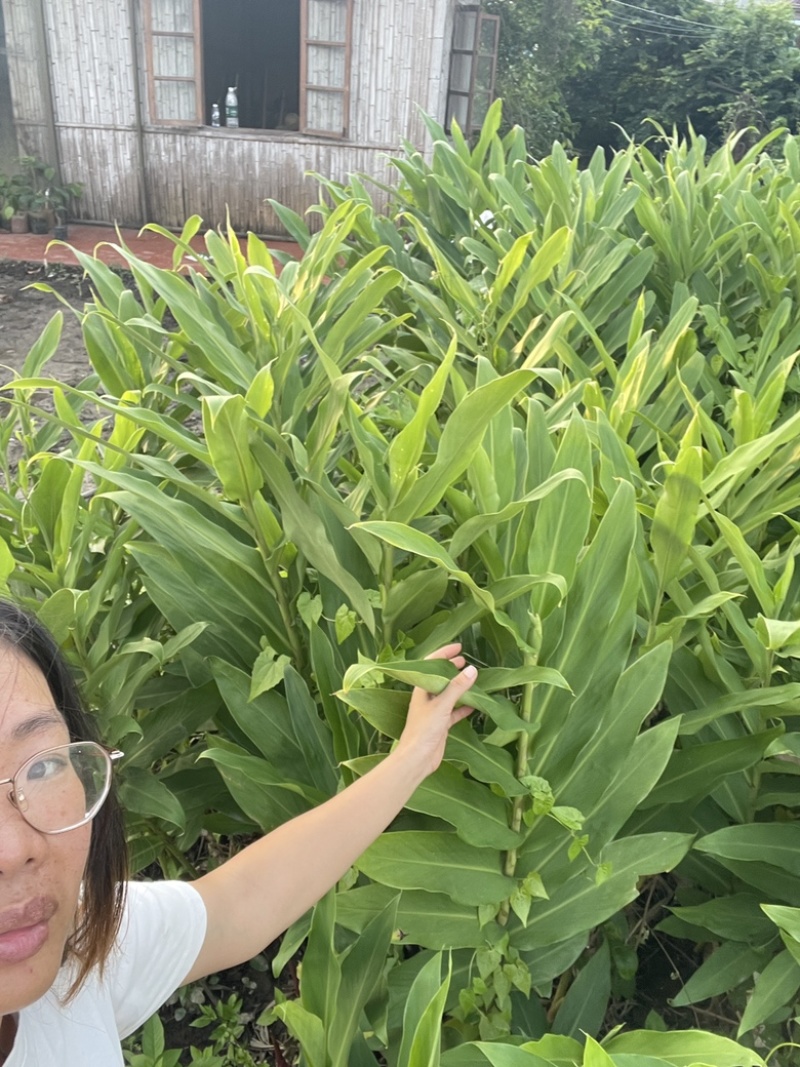 姜花种球