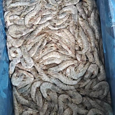海洋大虾至高无上30/40原装大板