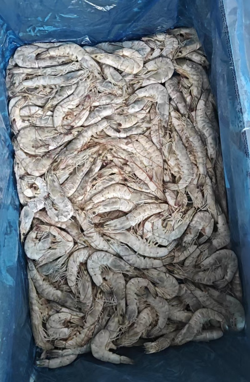 海洋大虾至高无上30/40原装大板