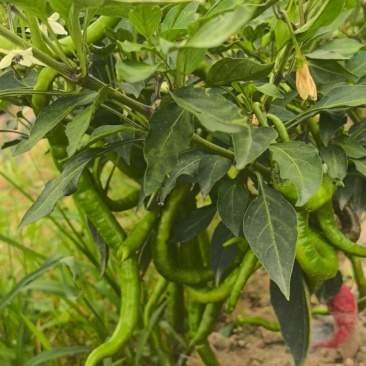 辣椒，黄瓜，丝瓜，豆角，茄子