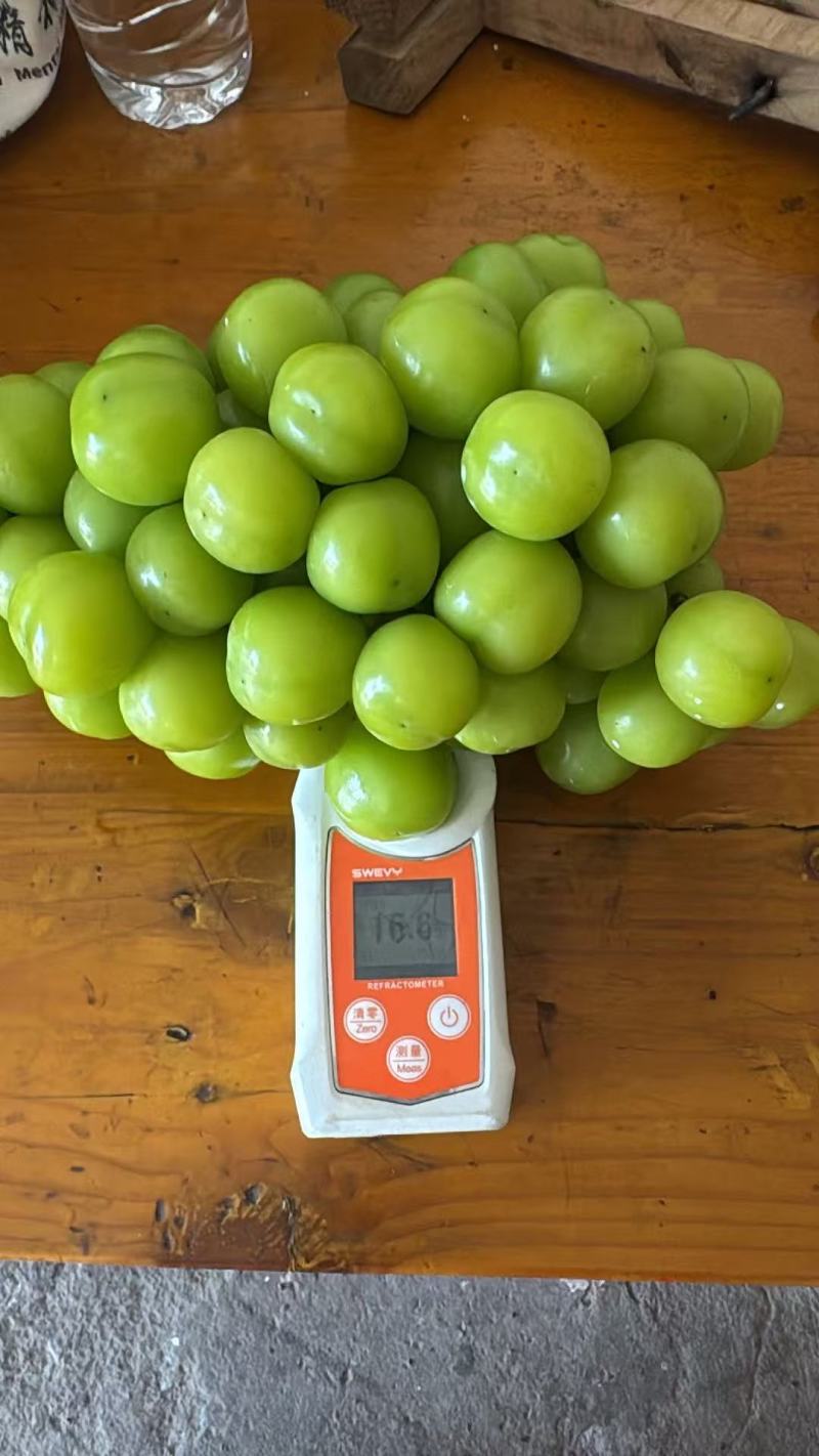 阳光玫瑰，新开园园子货，底糖15+，串形好，颗粒饱满