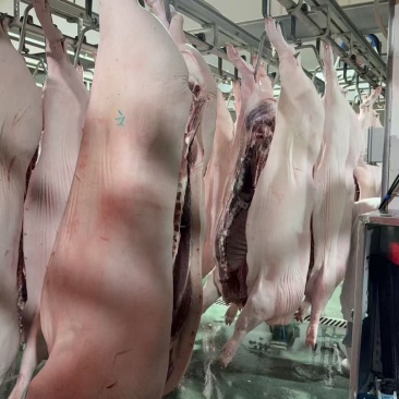 猪肉白条批发