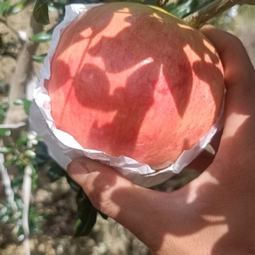 突尼斯软籽石榴