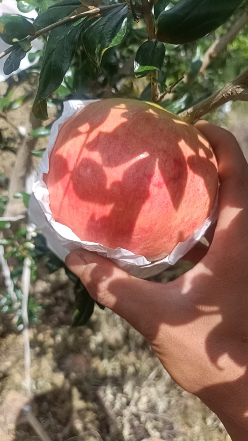 突尼斯软籽石榴