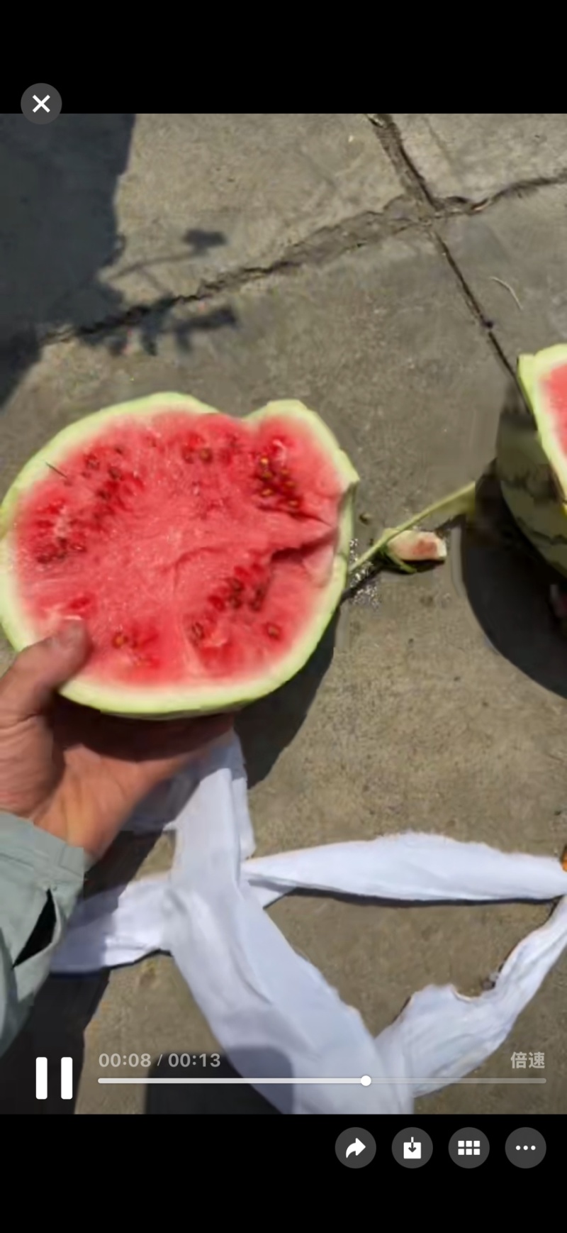 露天丽园小黄子大量上市保质保量