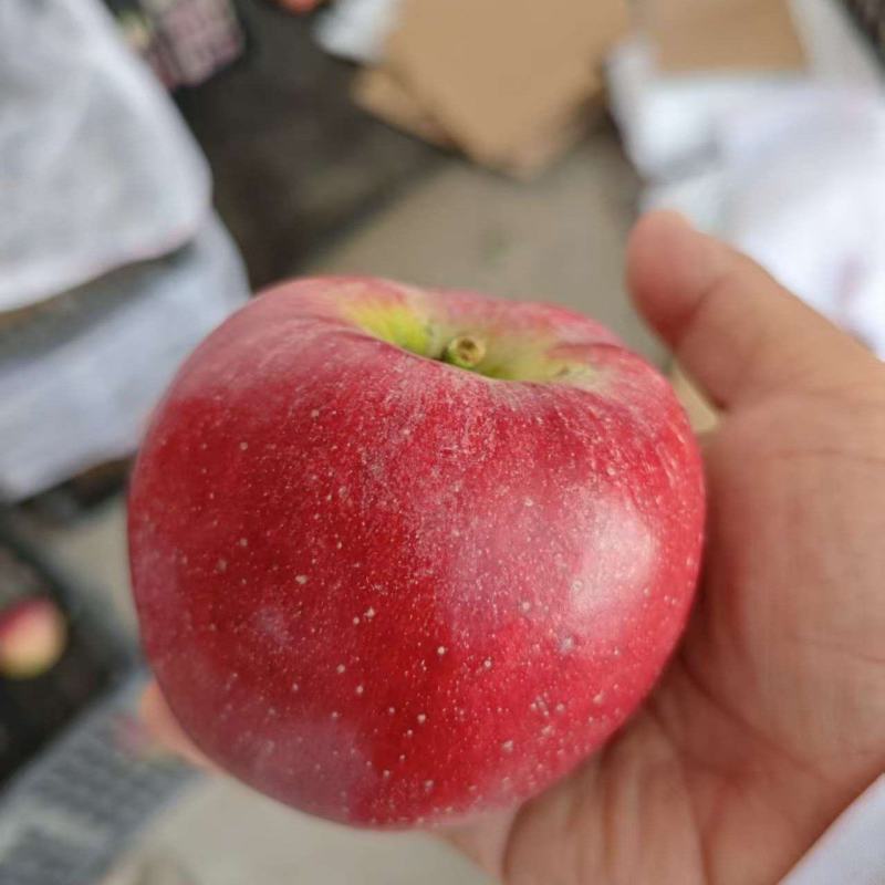 鲁丽苹果量大质优价格美丽