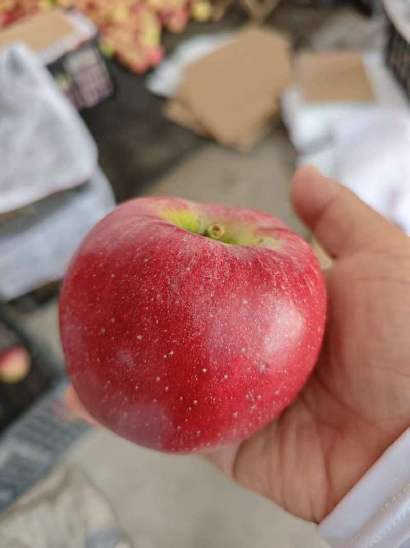鲁丽苹果量大质优价格美丽