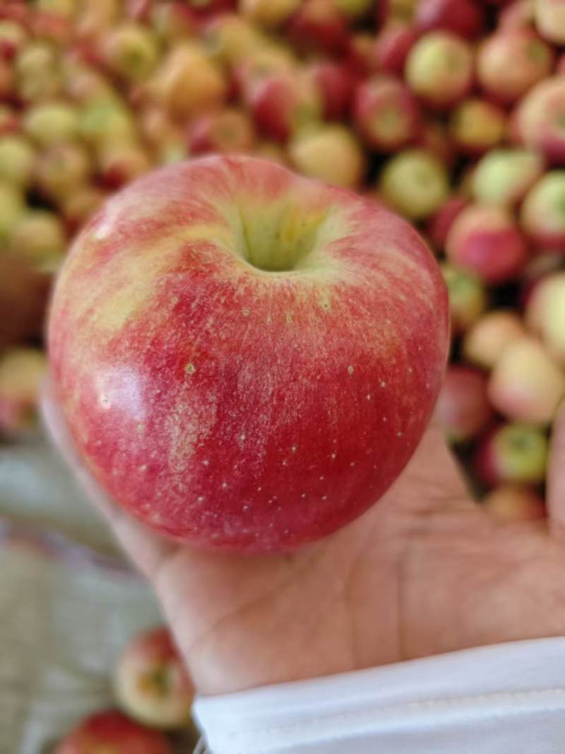 鲁丽苹果量大质优价格美丽