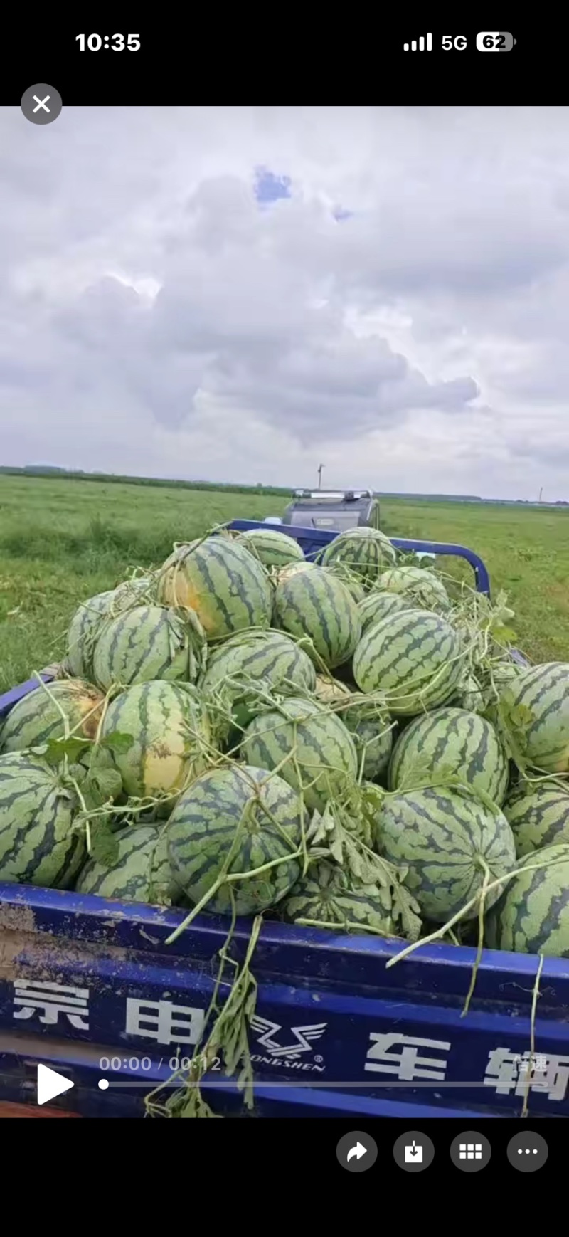 露天丽园小黄子大量上市保质保量