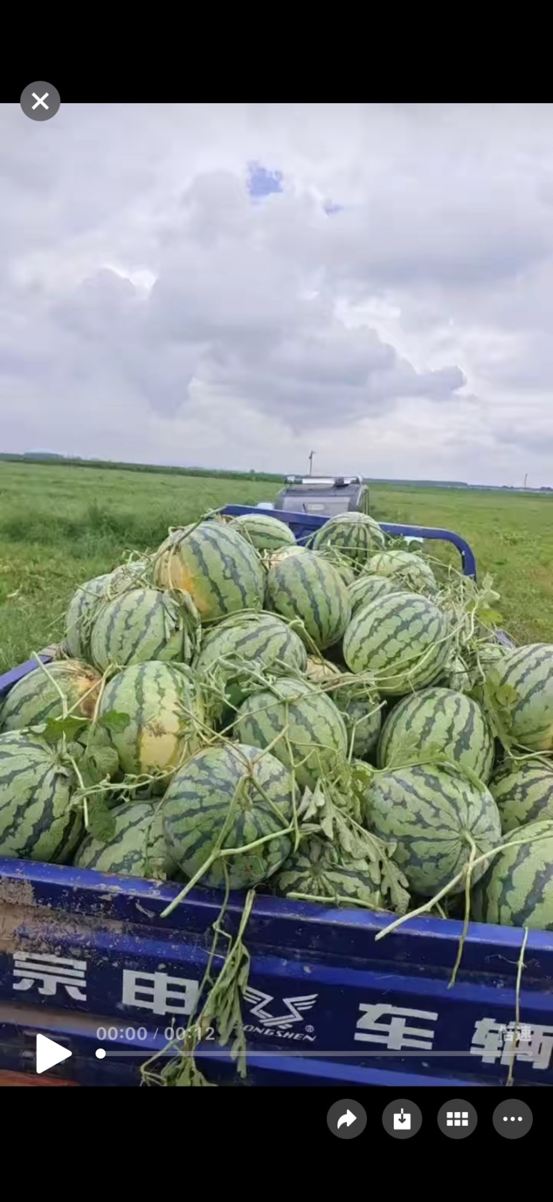 露天丽园小黄子大量上市保质保量