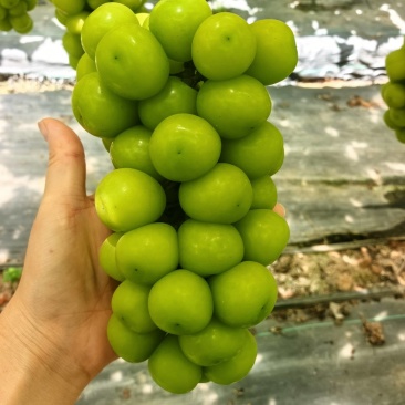 西昌阳光玫瑰