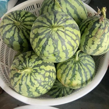 跑腾瓜，二茬美都麒麟瓜，高糖度！！！宝鸡金台区，潘龙镇