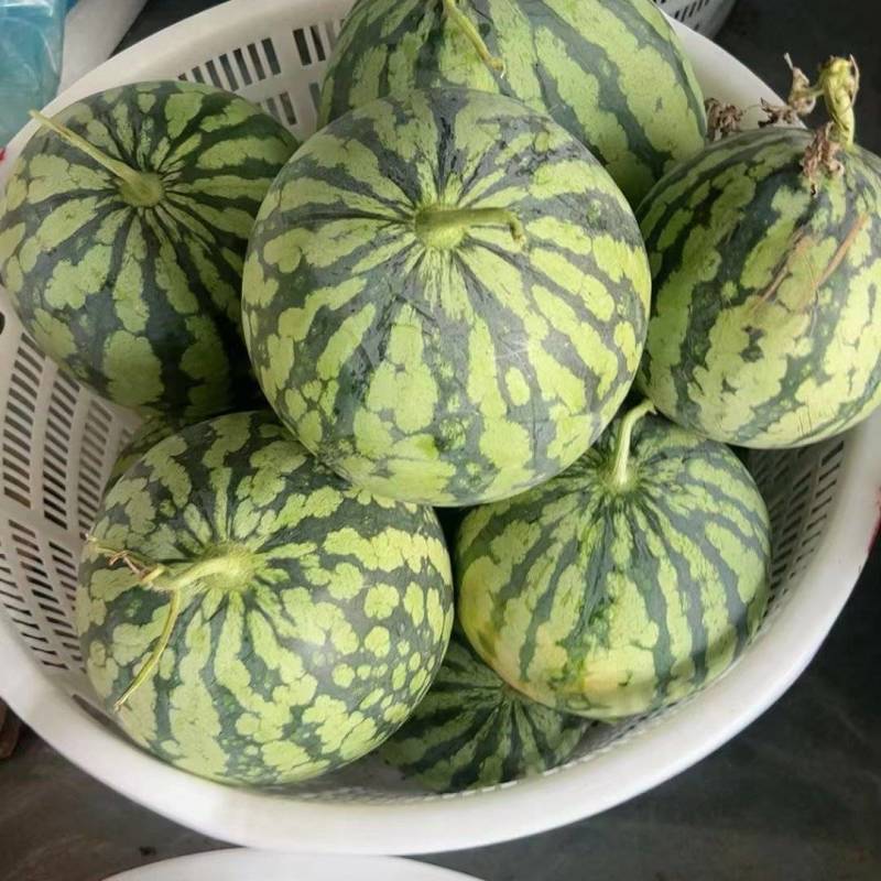 跑腾瓜，二茬美都麒麟瓜，高糖度！！！宝鸡金台区，潘龙镇